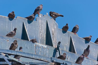 Tauben Vertreiben und Vogelabwehr